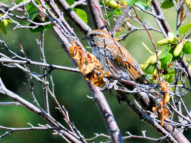 ウタスズメ 成鳥　（３態）　エステス湖　エステスパーク　コロラド州　米国　Lake Estes, Estes Park, Colorado, USA　2013/07/03　Photo by Kohyuh