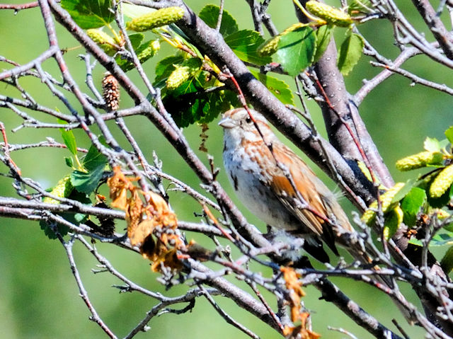 ウタスズメ 成鳥　（３態）　エステス湖　エステスパーク　コロラド州　米国　Lake Estes, Estes Park, Colorado, USA　2013/07/03　Photo by Kohyuh