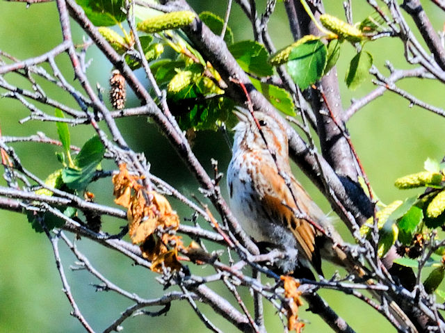 ウタスズメ 成鳥　（３態）　エステス湖　エステスパーク　コロラド州　米国　Lake Estes, Estes Park, Colorado, USA　2013/07/03　Photo by Kohyuh