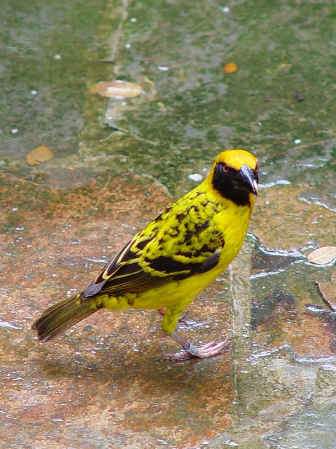 @ YOERn^I @WEo[hp[N@Jurong Birdpark, Singapore@2007/01/18@Photo by Kohyuh