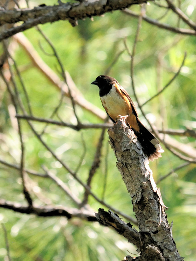 ワキアカトウヒチョウ♀（２態-1）　ドーフィン島　ゲインズ砦　アラバマ州　米国　Dauphin Island, Fort Gaines, Alabama, USA　2013/06/15　Photo by Kohyuh