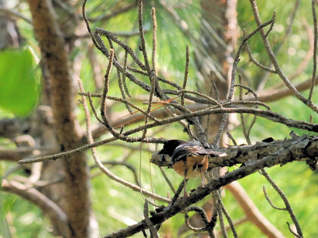 ワキアカトウヒチョウ♂（２態-2）　ドーフィン島　ゲインズ砦　アラバマ州　米国　Dauphin Island, Fort Gaines, Alabama, USA　2013/06/15　Photo by Kohyuh