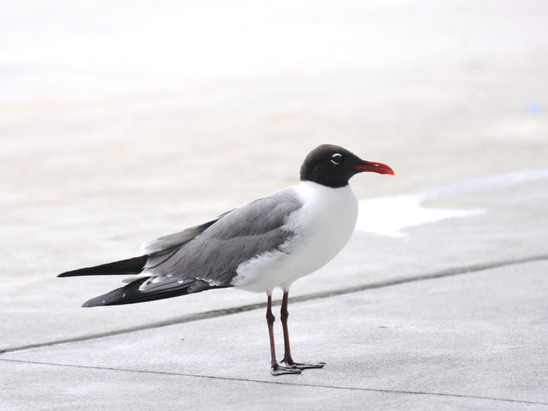 ワライカモメ　成鳥　夏羽 （３態-1）　メリット島国立野生動物保護区　Bio Lab Road　メリット島　フロリダ　米国　Merritt Island National Wildlife Refuge　Merritt Island, Atlantic coast of Florida, USA　2013/06/02　Photo by Kohyuh