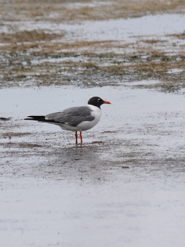 ワライカモメ　成鳥　夏羽 （３態-2）　メリット島国立野生動物保護区　Bio Lab Road　メリット島　フロリダ　米国　Merritt Island National Wildlife Refuge　Merritt Island, Atlantic coast of Florida, USA　2013/06/02　Photo by Kohyuh