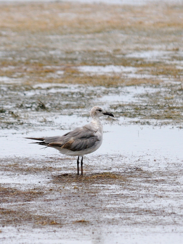 ワライカモメ （５態-1）　メリット島国立野生動物保護区　メリット島　フロリダ　米国　Merritt Island National Wildlife Refuge, Merritt Island, Atlantic coast of Florida, USA　2013/06/02　Photo by Kohyuh