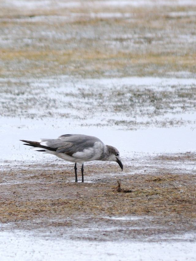 ワライカモメ （５態-2）　メリット島国立野生動物保護区　メリット島　フロリダ　米国　Merritt Island National Wildlife Refuge, Merritt Island, Atlantic coast of Florida, USA　2013/06/02　Photo by Kohyuh