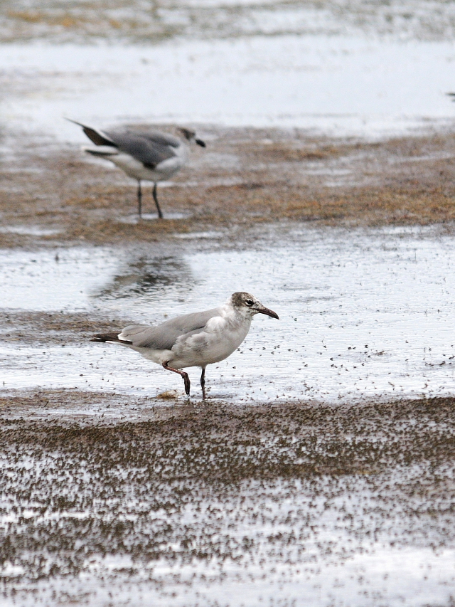 ワライカモメ （５態-3）　メリット島国立野生動物保護区　メリット島　フロリダ　米国　Merritt Island National Wildlife Refuge, Merritt Island, Atlantic coast of Florida, USA　2013/06/02　Photo by Kohyuh