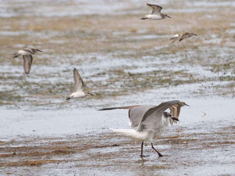 ワライカモメ （５態-4）　メリット島国立野生動物保護区　メリット島　フロリダ　米国　Merritt Island National Wildlife Refuge, Merritt Island, Atlantic coast of Florida, USA　2013/06/02　Photo by Kohyuh