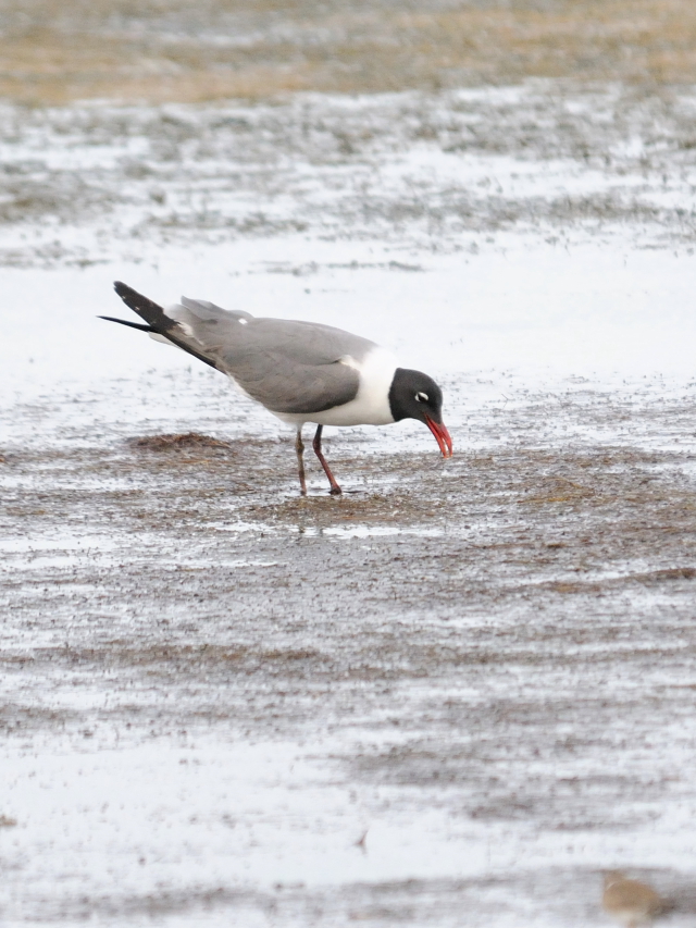 ワライカモメ　成鳥　夏羽 （３態-3）　メリット島国立野生動物保護区　Bio Lab Road　メリット島　フロリダ　米国　Merritt Island National Wildlife Refuge　Merritt Island, Atlantic coast of Florida, USA　2013/06/02　Photo by Kohyuh