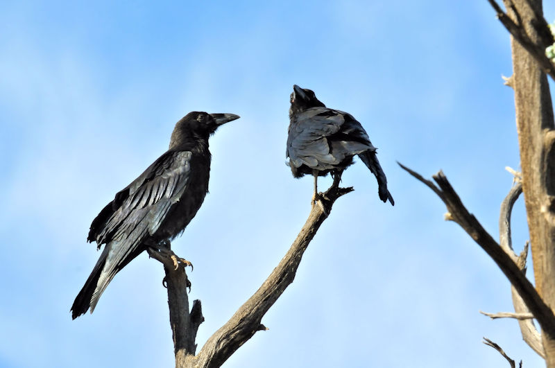 ワタリガラス（７態-1）　グランドキャニオン国立公園　アリゾナ州　米国　Grand Canyon National Park, Arizona, USA　2013/06/24　Photo by Kohyuh