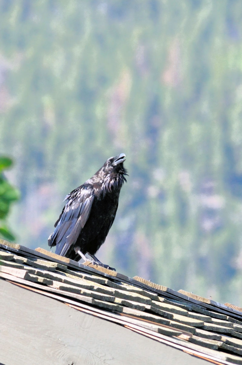 ワタリガラス 成鳥　エステス湖　エステスパーク　コロラド州　米国　Lake Estes, Estes Park, Colorado, USA　2013/07/03　Photo by Kohyuh