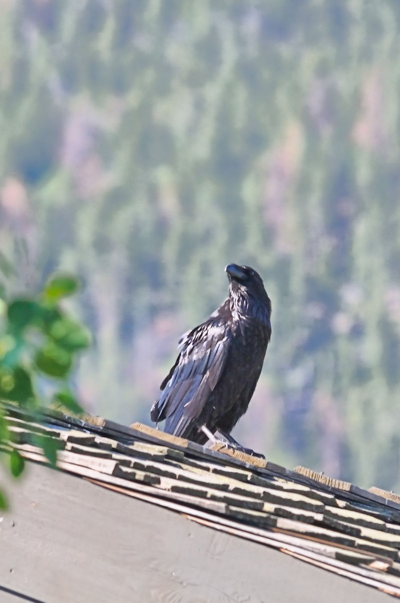 ワタリガラス 成鳥　エステス湖　エステスパーク　コロラド州　米国　Lake Estes, Estes Park, Colorado, USA　2013/07/03　Photo by Kohyuh