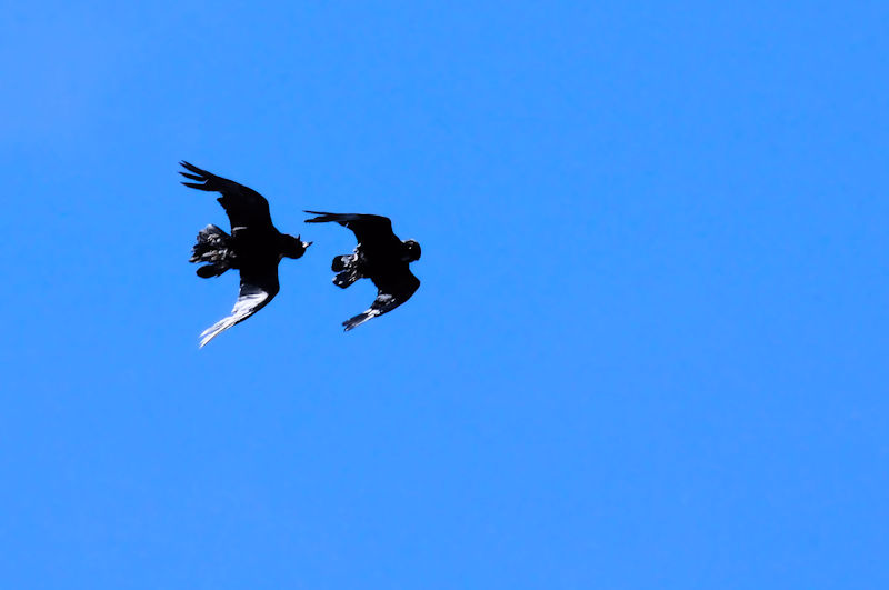 ワタリガラス（７態-3）　グランドキャニオン国立公園　アリゾナ州　米国　Grand Canyon National Park, Arizona, USA　2013/06/24　Photo by Kohyuh