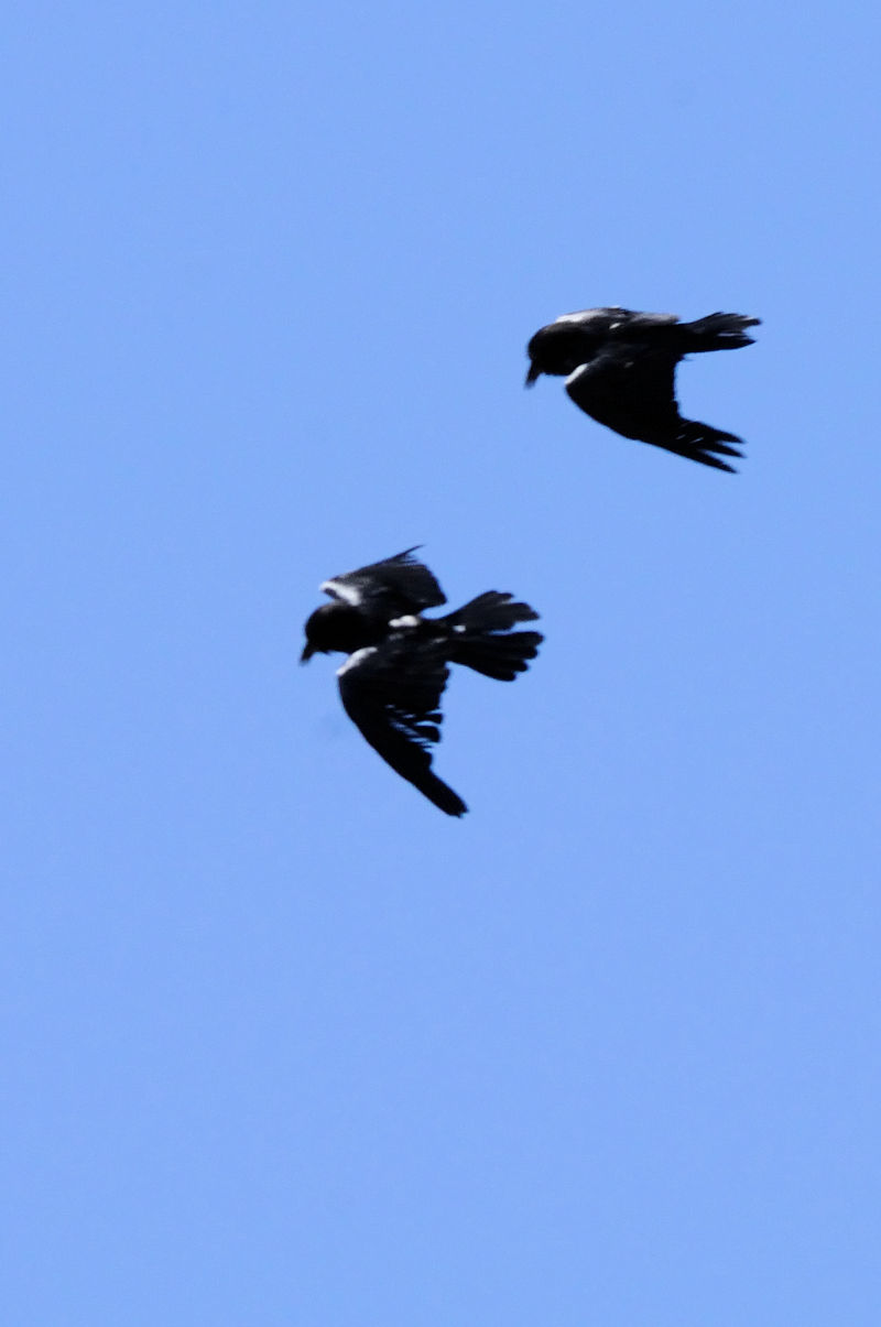 ワタリガラス（７態-6）　グランドキャニオン国立公園　アリゾナ州　米国　Grand Canyon National Park, Arizona, USA　2013/06/24　Photo by Kohyuh