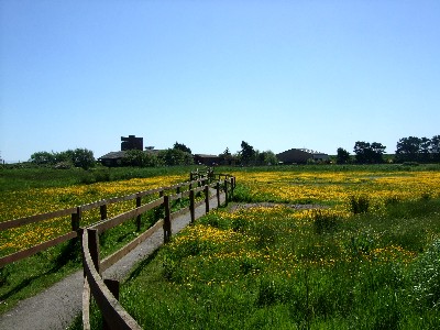 ウェックスフォード野鳥保護区　アイルランド　Wexford Wildfowl Reserve, Ireland　2009/06/01　Photo by Kohyuh