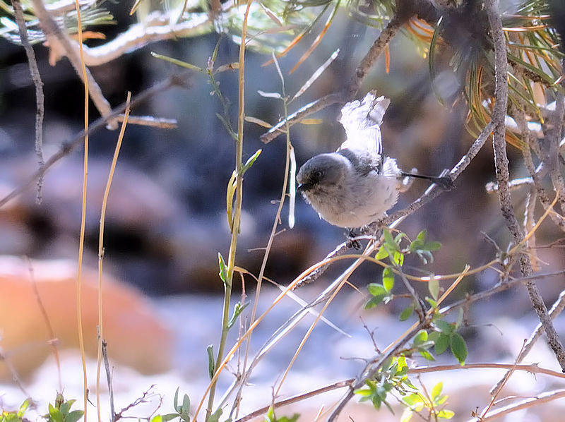 ヤブガラ（５態-2）　グランドキャニオン国立公園　アリゾナ州　米国　Grand Canyon National Park, Arizona, USA　2013/06/23　Photo by Kohyuh