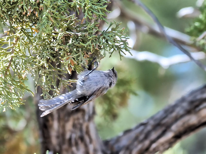 ヤブガラ（５態-4）　グランドキャニオン国立公園　アリゾナ州　米国　Grand Canyon National Park, Arizona, USA　2013/06/23　Photo by Kohyuh