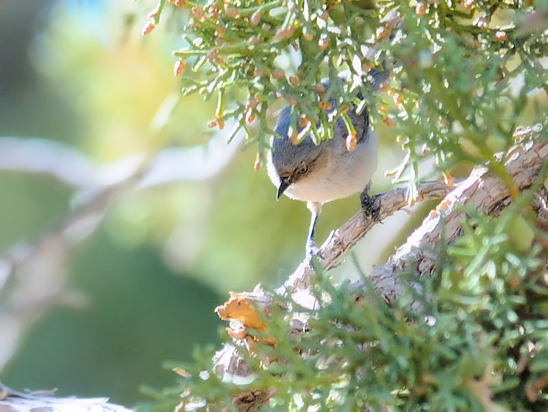 ヤブガラ（５態-5）　グランドキャニオン国立公園　アリゾナ州　米国　Grand Canyon National Park, Arizona, USA　2013/06/23　Photo by Kohyuh