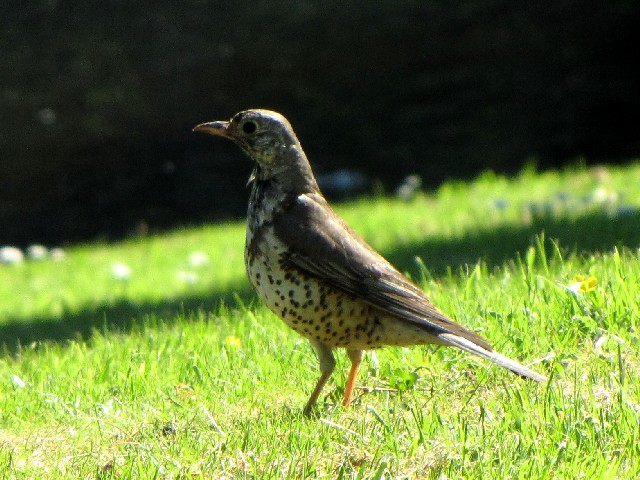 @ hMcO~@@WY^E@EGbNXtH[h@ACh@Johnstown Castle, Wexford, Ireland@2009/06/01@Photo by Kohyuh