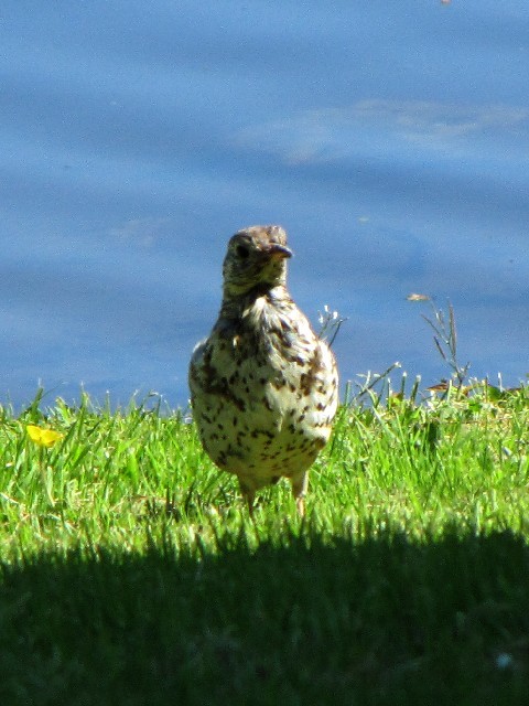 A hMcO~@@WY^E@EGbNXtH[h@ACh@Johnstown Castle, Wexford, Ireland@2009/06/01@Photo by Kohyuh