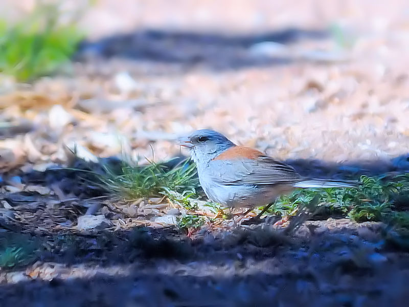 ユキヒメドリ（５態-1） グランドキャニオン国立公園 アリゾナ州　米国 Grand Canyon National Park, Arizona, USA 2013/06/23　Photo by Kohyuh