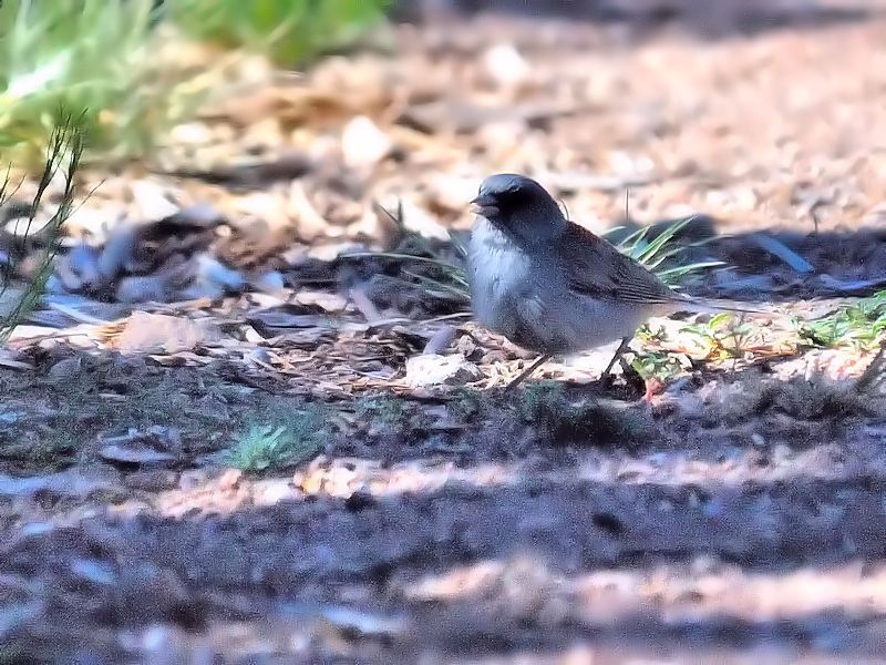 ユキヒメドリ（５態-3） グランドキャニオン国立公園 アリゾナ州　米国 Grand Canyon National Park, Arizona, USA 2013/06/23　Photo by Kohyuh