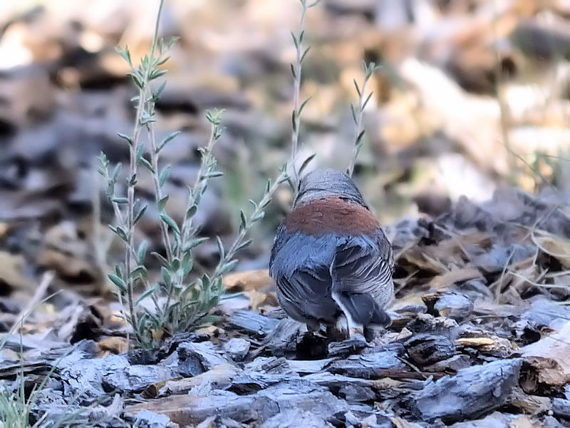 ユキヒメドリ（５態-5） グランドキャニオン国立公園 アリゾナ州　米国 Grand Canyon National Park, Arizona, USA 2013/06/23　Photo by Kohyuh