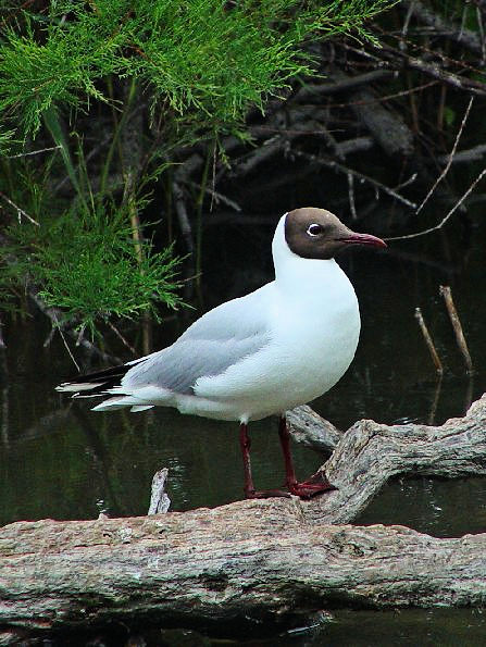 A J@ĉH@J}Onс@tX@Camargue, France@2004/05/02@Photo by Kohyuh