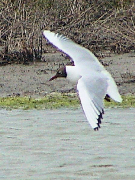 B J@ĉH@J}Onс@tX@Camargue, France@2004/05/02@Photo by Kohyuh