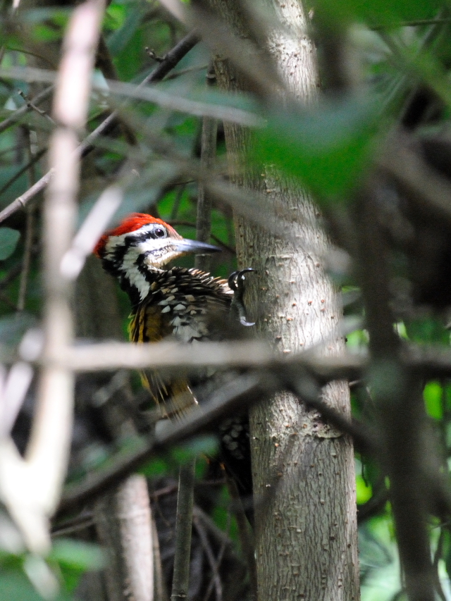 ズアカミユビゲラ ♂　（５態-1）　クアラ・セランゴール自然公園　マレーシア　Kuala Selangol Nature Park (Taman Alam Kuala Selangol), Malaysia　2010/06/10　Photo by Kohyuh