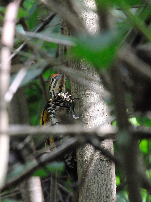 ズアカミユビゲラ ♂　（５態-2）　クアラ・セランゴール自然公園　マレーシア　Kuala Selangol Nature Park (Taman Alam Kuala Selangol), Malaysia　2010/06/10　Photo by Kohyuh