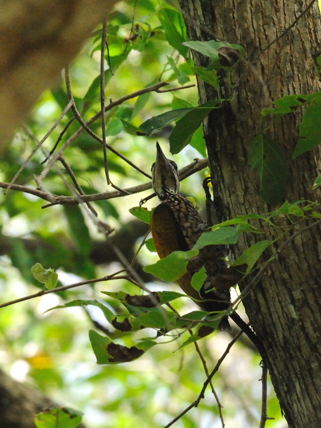 ズアカミユビゲラ ♂　（５態-3）　クアラ・セランゴール自然公園　マレーシア　Kuala Selangol Nature Park (Taman Alam Kuala Selangol), Malaysia　2010/06/10　Photo by Kohyuh