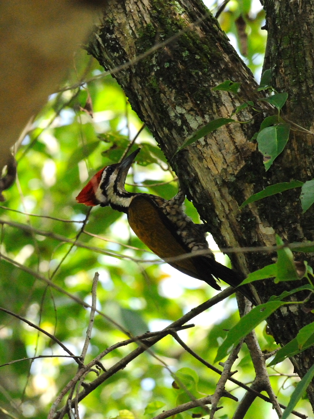 ズアカミユビゲラ ♂　（５態-4）　クアラ・セランゴール自然公園　マレーシア　Kuala Selangol Nature Park (Taman Alam Kuala Selangol), Malaysia　2010/06/10　Photo by Kohyuh