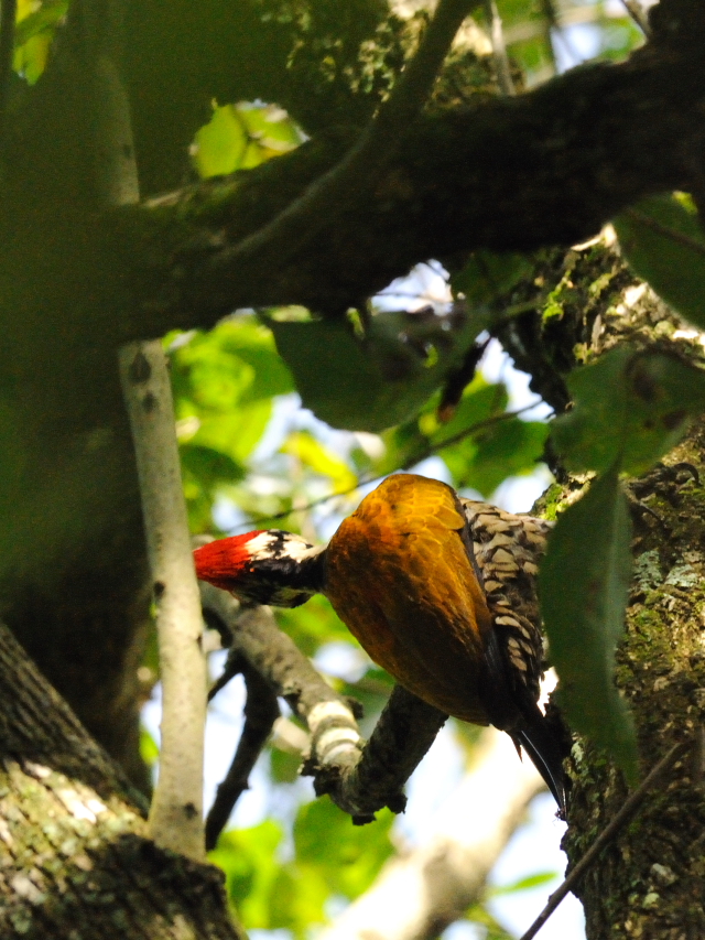 ズアカミユビゲラ ♂　（５態-5）　クアラ・セランゴール自然公園　マレーシア　Kuala Selangol Nature Park (Taman Alam Kuala Selangol), Malaysia　2010/06/10　Photo by Kohyuh