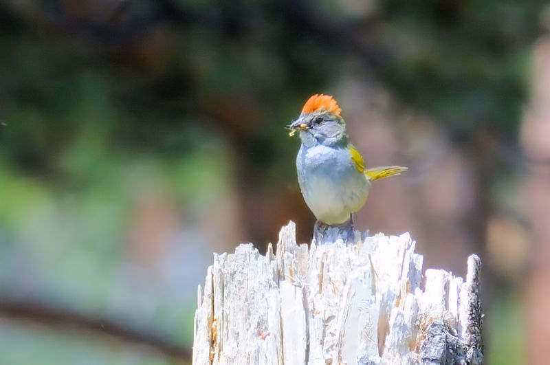 ズアカスズメモドキ 成鳥  （２態-1）　ロッキーマウンテン国立公園　米国　Rocky Mountain National Park, America　 2013/07/02　Photo by Kohyuh