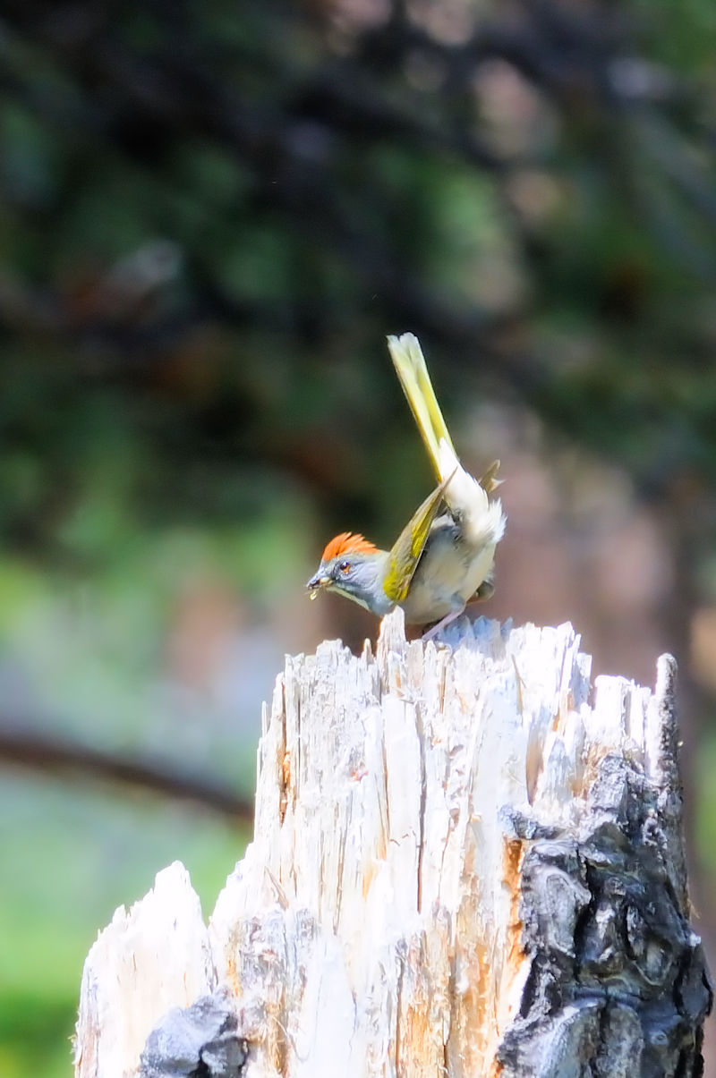 ズアカスズメモドキ 成鳥  （２態-2）　ロッキーマウンテン国立公園　米国　Rocky Mountain National Park, America　 2013/07/02　Photo by Kohyuh