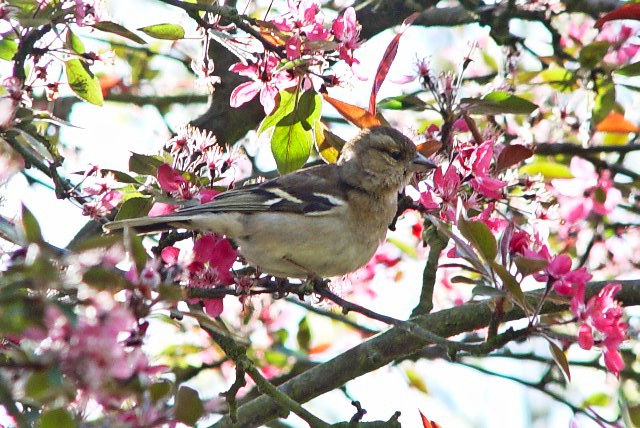 B YAIAg@@@@Wxj[@tX@Giverny, France@2004/04/22@Photo by Kohyuh