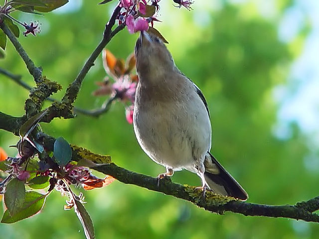 C YAIAg@@@@Wxj[@tX@Giverny, France@2004/04/22@Photo by Kohyuh