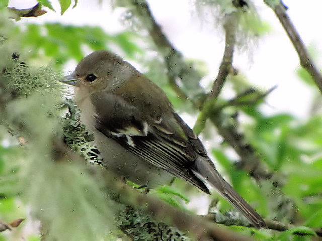 D YAIAg @@EYΖ쐶ی@XRbgh@Loch of the Lowes wildlife reserve, Scotland@2009/05/19@Photo by Kohyuh