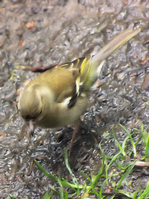 E YAIAg@ᒹ@EYΖ쐶ی@XRbgh@Loch of the Lowes wildlife reserve, Scotland@2009/05/19@Photo by Kohyuh