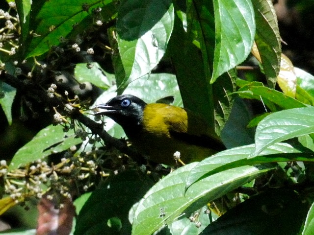 ① ズグロヒヨドリ　成鳥　ジャンダ・バイク　マレーシア　Janda Baik, Malaysia　　2010/05/23　Photo by Kohyuh