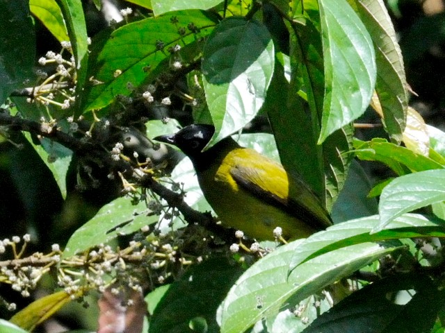 ② ズグロヒヨドリ　成鳥　ジャンダ・バイク　マレーシア　Janda Baik, Malaysia　　2010/05/23　Photo by Kohyuh