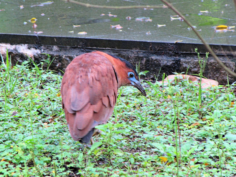 ① ズグロミゾゴイ　成鳥　台北植物園　台北市　台湾　Taipei Botanical Garden, Taipei, Taiwan　2012/02/25　Photo by Kohyuh