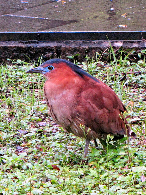 ② ズグロミゾゴイ　成鳥　台北植物園　台北市　台湾　Taipei Botanical Garden, Taipei, Taiwan　2012/02/25　Photo by Kohyuh