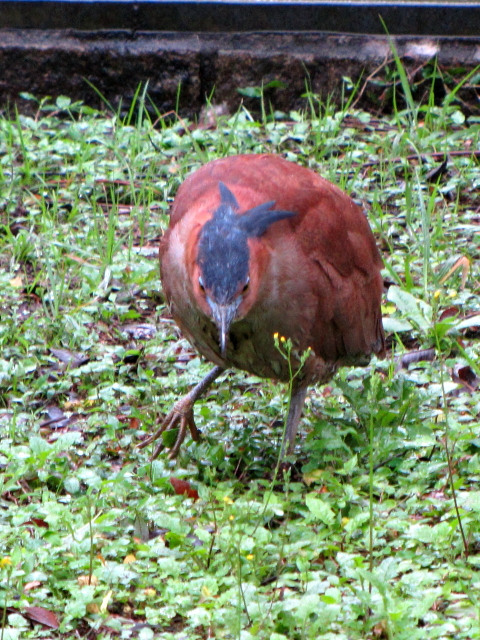 ③ ズグロミゾゴイ　成鳥　台北植物園　台北市　台湾　Taipei Botanical Garden, Taipei, Taiwan　2012/02/25　Photo by Kohyuh