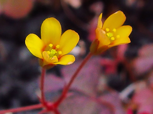 �@ �A�J�J�^�o�~�@�Ԏp�@�����s�@�j�R�@2007/10/03�@Photo by Kohyuh