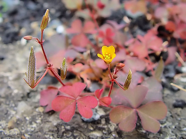 �A �A�J�J�^�o�~�@�����p�@�����s�@�j�R�@2007/10/03�@Photo by Kohyuh