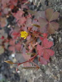 《アカカタバミ葉姿》　写真はクリックで拡大する