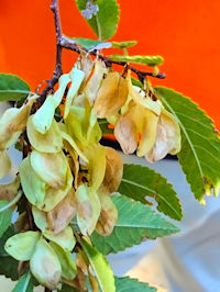 《アキニレ》　写真はクリックで拡大する