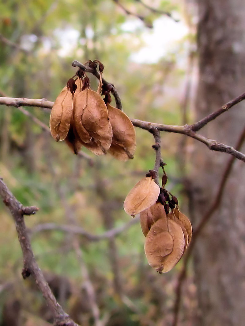 �A�L�j�� ���p2�@���썶�݁@�����͐�~�����@2018/12/16�@Photo by Kohyuh